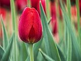 Red Tulip_DSCF02347